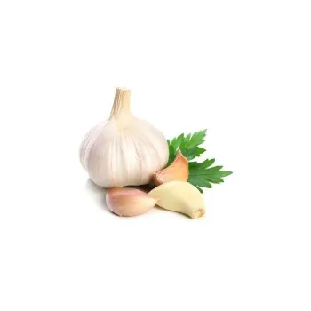 Fresh Garlic 